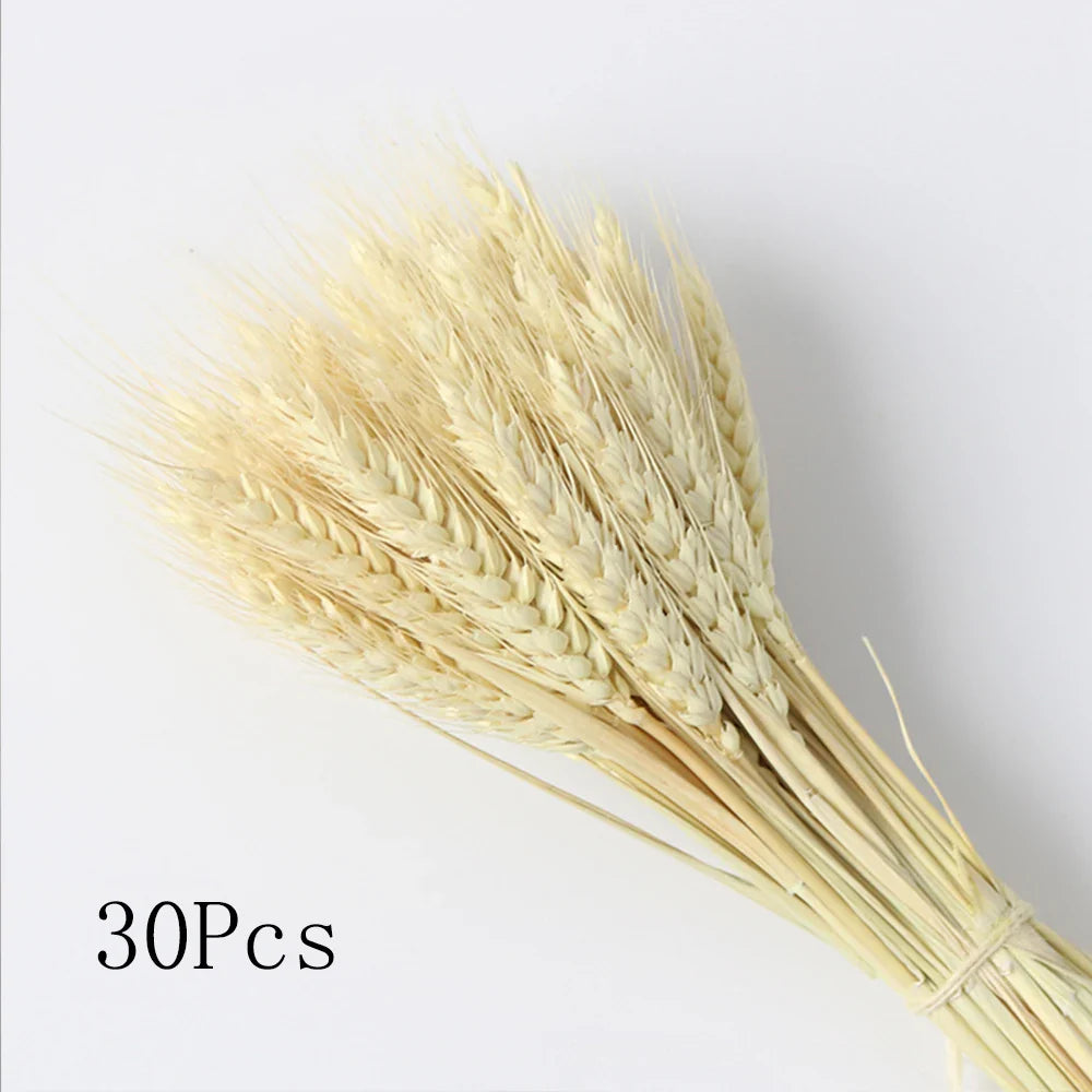 Fluffy Pampas Grass Decoration Boho Wedding Floral Arrangement Natural Phragmites Dried Flowers Bouquet Home Coffee Table Decor